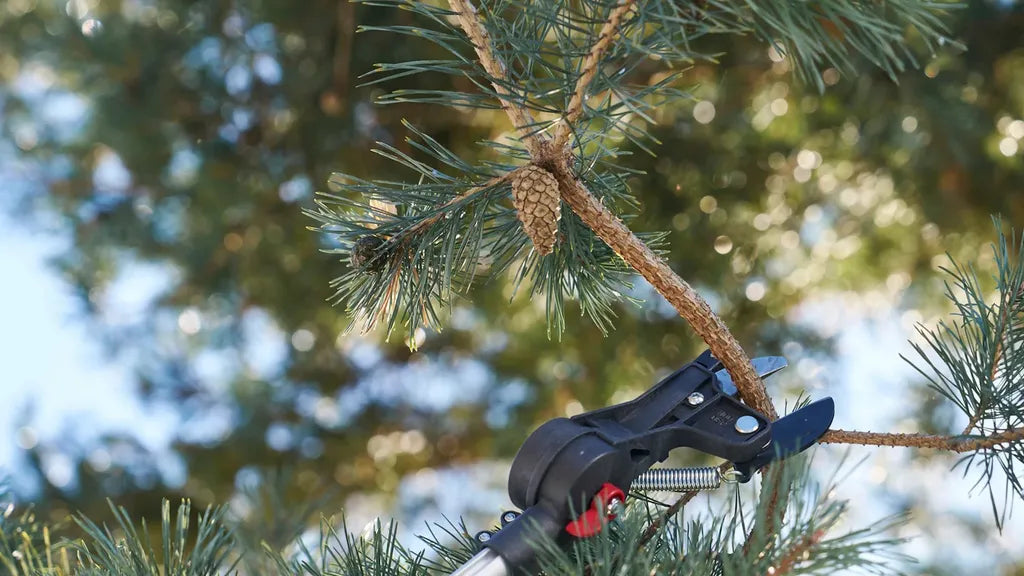 I tested the Felco 290 pole pruner