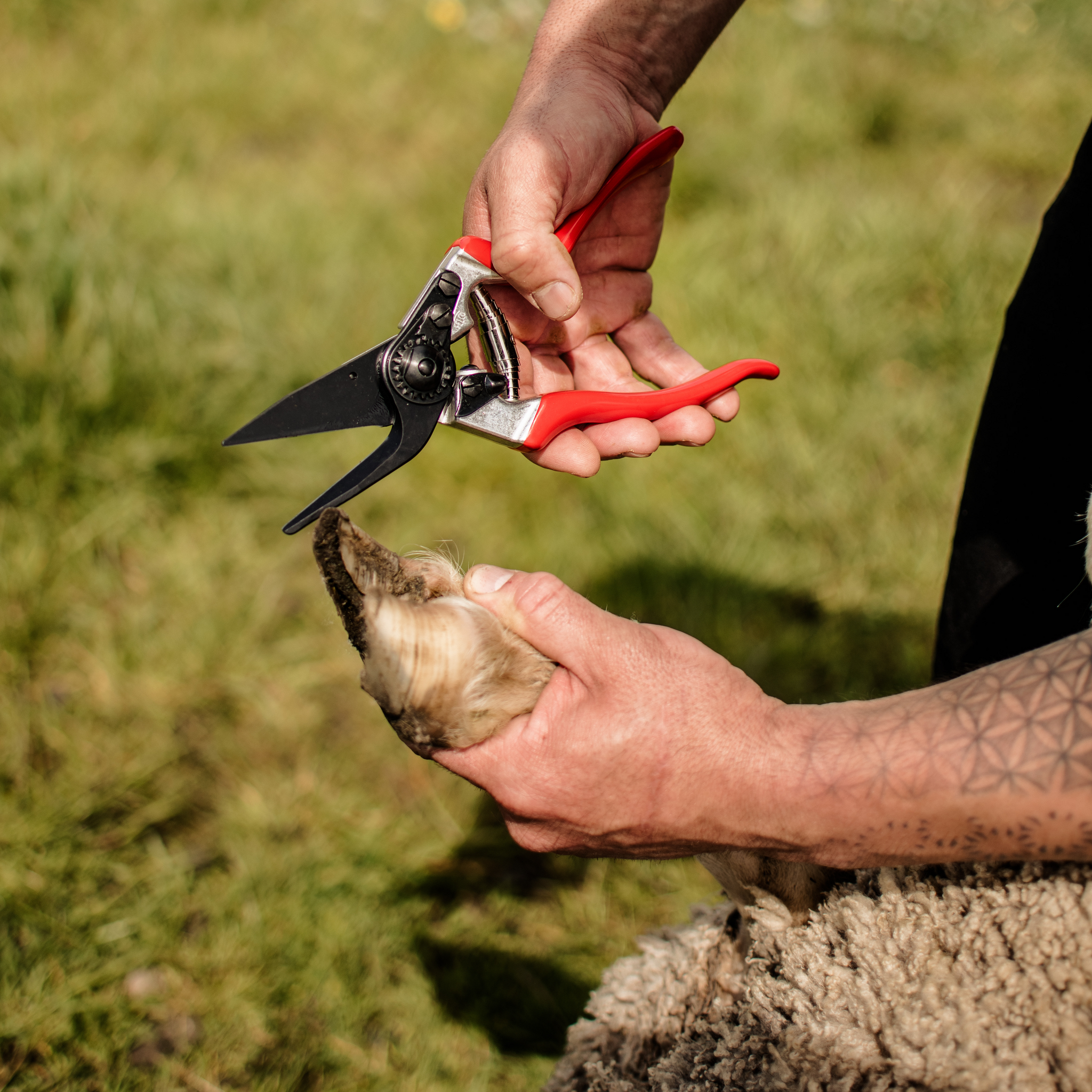 FELCO 51